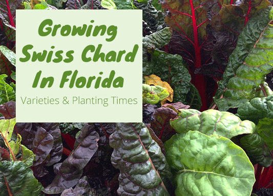 Growing Swiss Chard In Florida