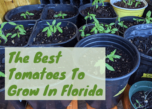 The Best Tomatoes To Grow In Florida