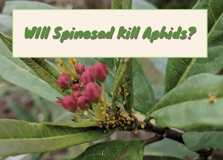 Will Spinosad Kill Aphids?