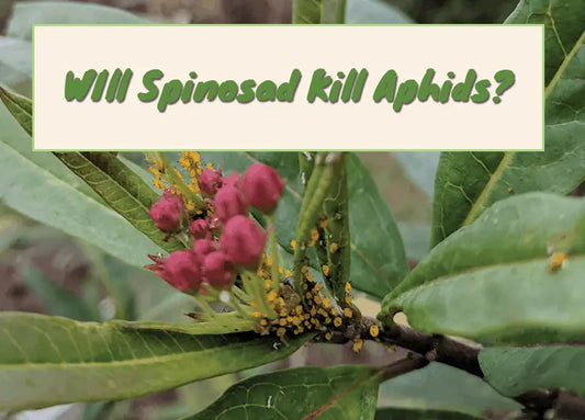 Will Spinosad Kill Aphids?