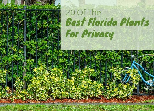 Best Plants to Grow For Privacy in Florida