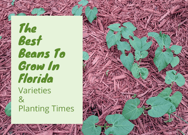 Best Beans To Grow In Florida