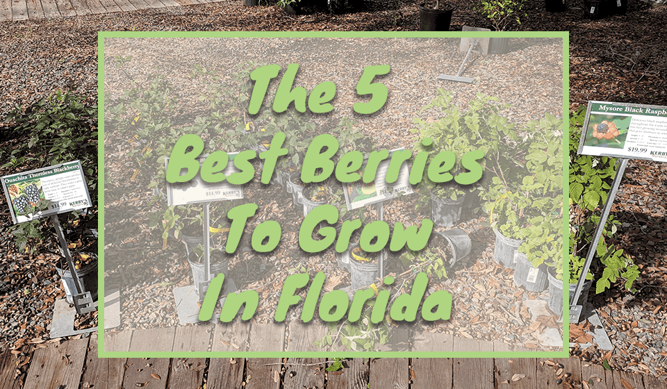 The 5 Best Berries To Grow In Florida