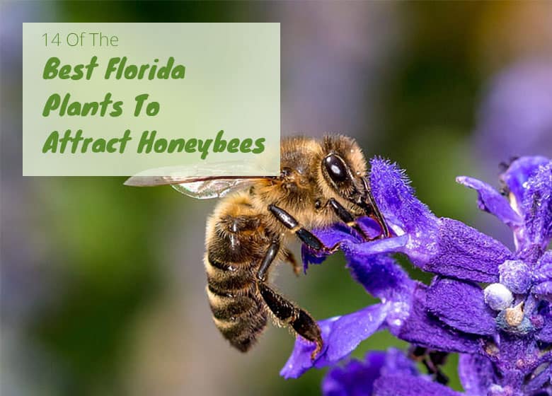 Best Florida Plants for Honeybees
