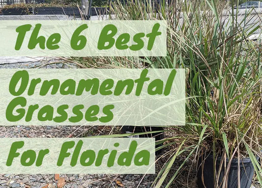 Best Ornamental Grasses To Grow In Florida