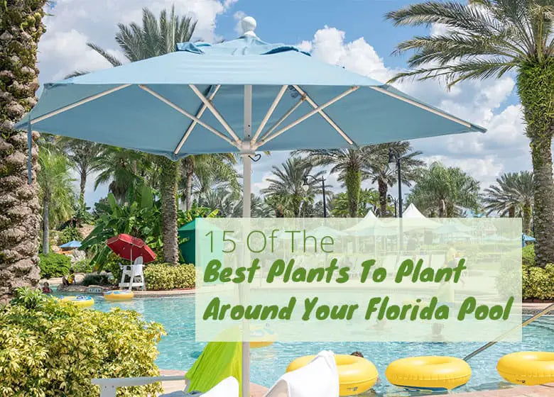 Best Plants to Plant around Your Florida Pool