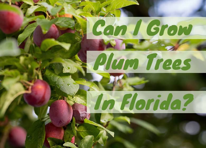 Can You Grow A Plum Tree In Florida?