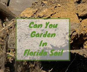 Can you garden in Florida soil?