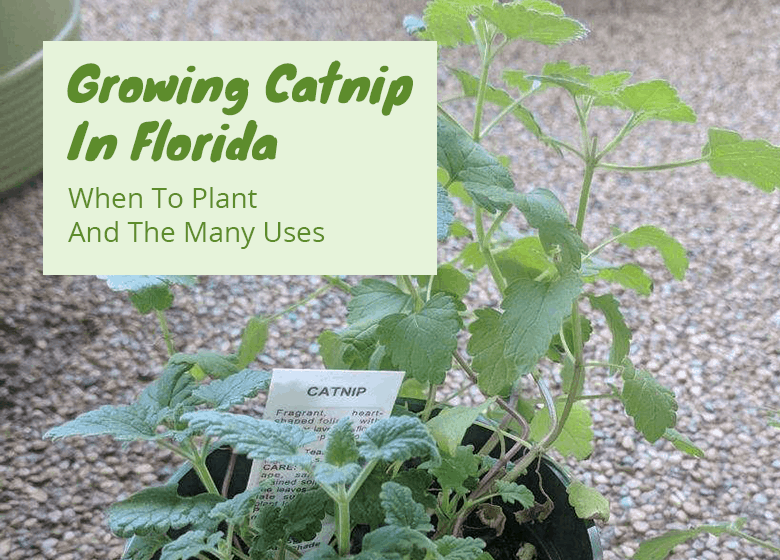 Growing Catnip In Florida