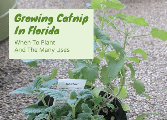 Growing Catnip In Florida