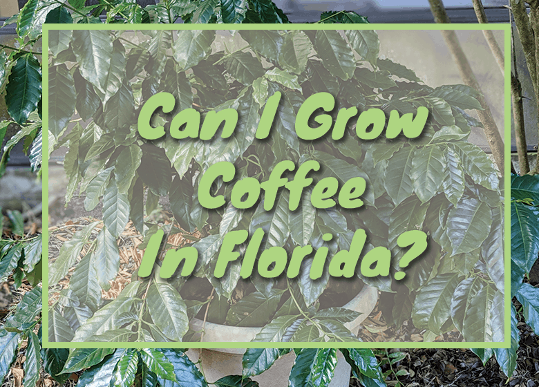 Growing Coffee In Florida