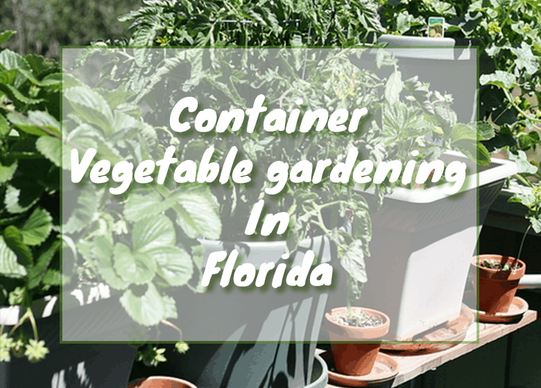 Container vegetable gardening in Florida