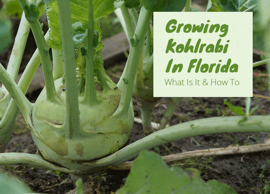 Grow Kohlrabi In Florida
