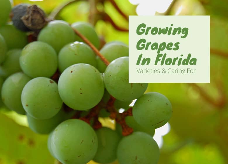Do Grapes Grow Well In Florida?