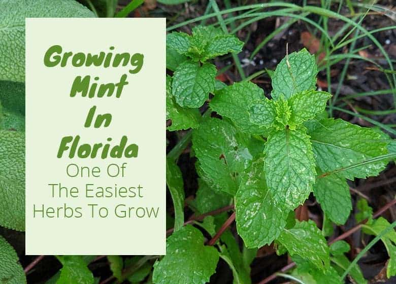 Growing Mint in Florida
