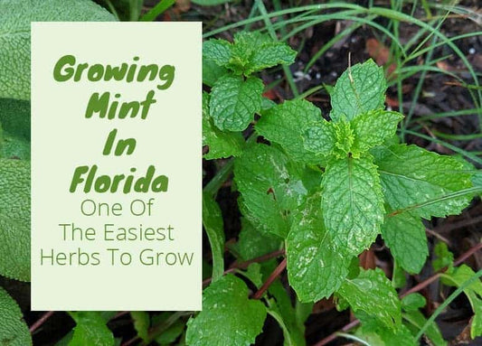 Growing Mint in Florida