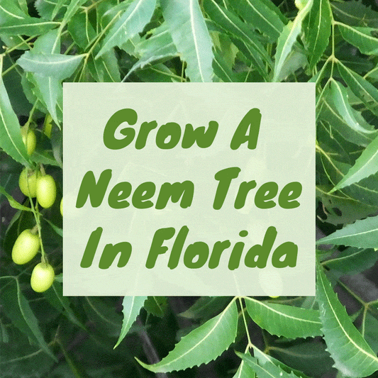 Can You Grow A Neem Tree In Florida?