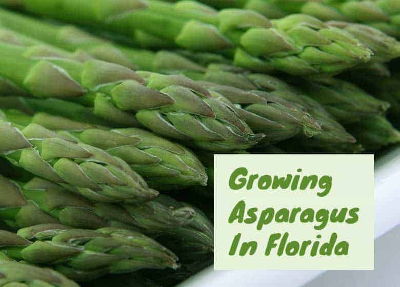 Can You Grow Asparagus In Florida?