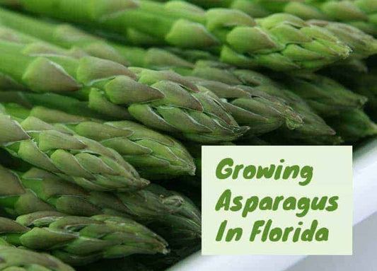 Can You Grow Asparagus In Florida?
