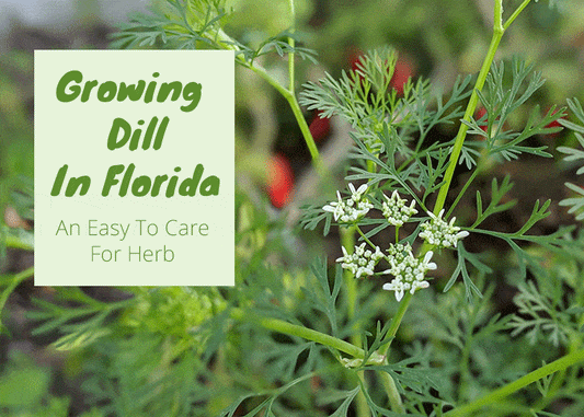 Grow Dill In Florida