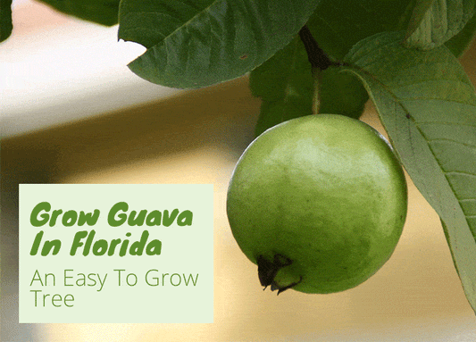 Grow Guava in Florida