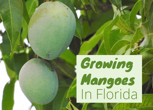 Can You Grow Mangoes in Florida?