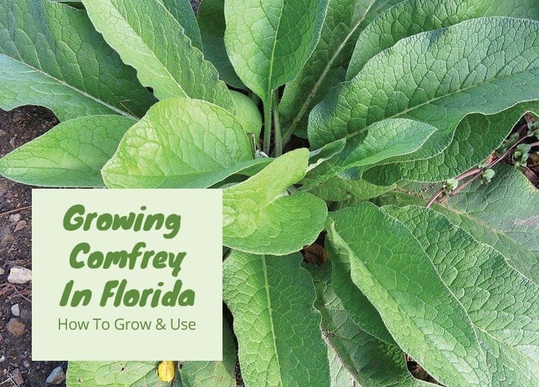 Growing Comfrey In Florida
