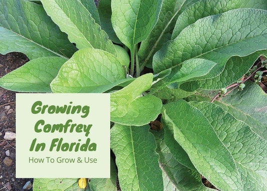 Growing Comfrey In Florida