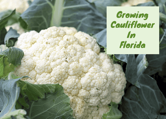 Growing Cauliflower In Florida