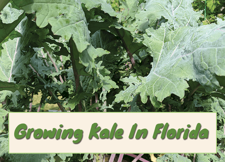 How To Grow Kale In Florida