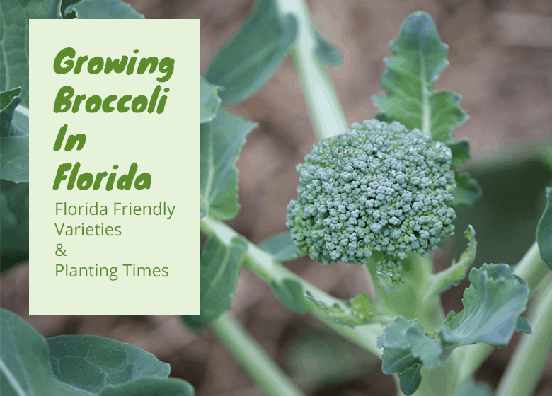 Does Broccoli Grow In Florida?