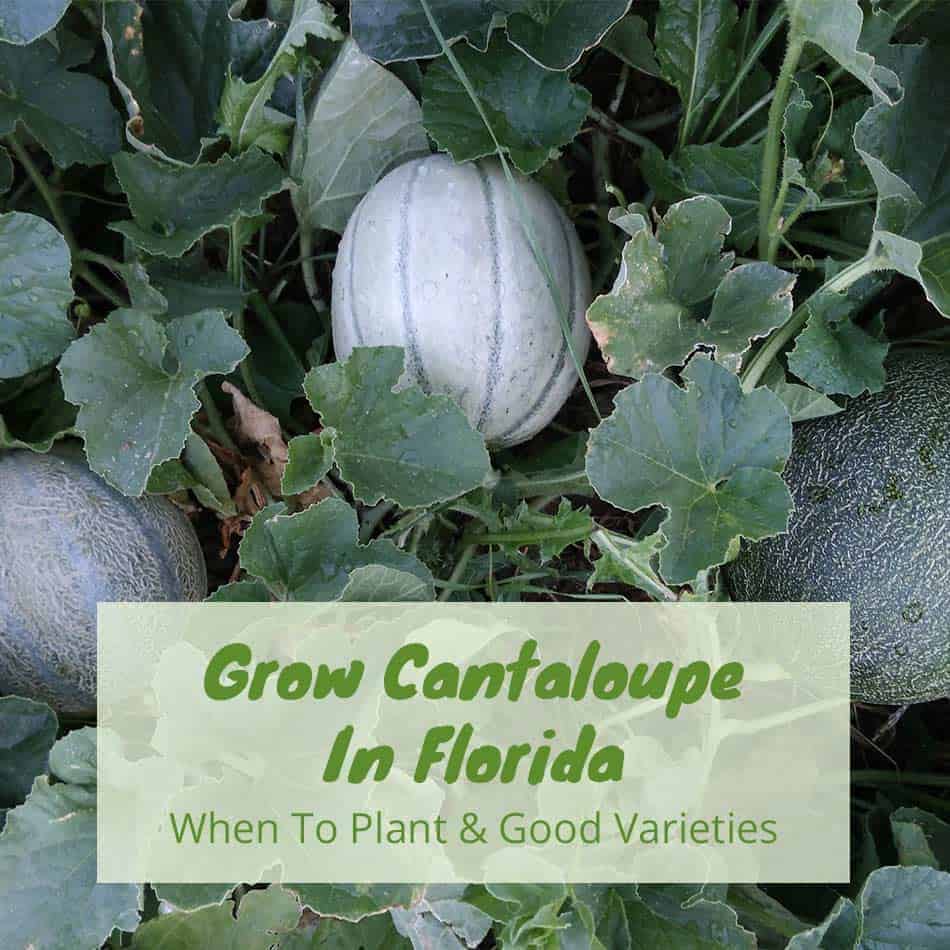 Growing Cantaloupe In Florida