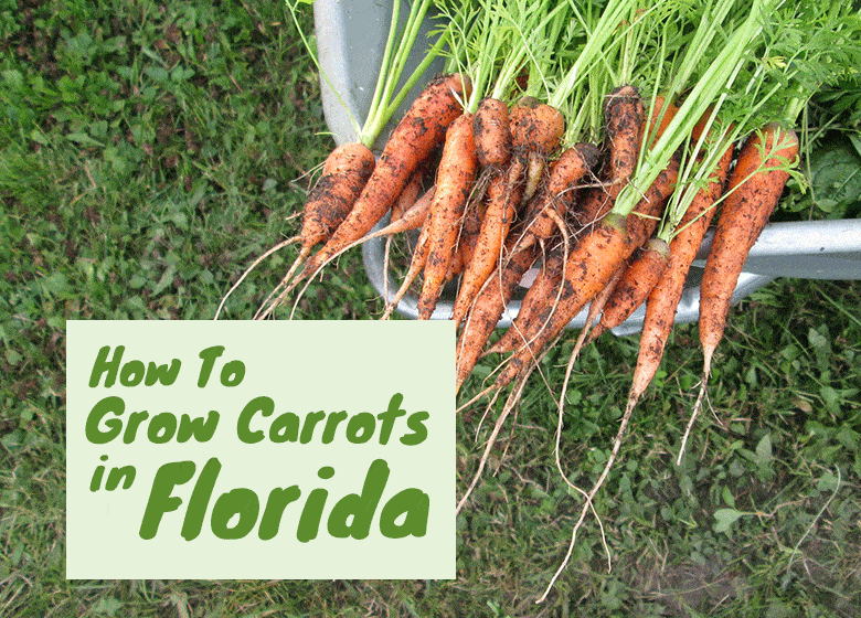 Growing Carrots In Florida