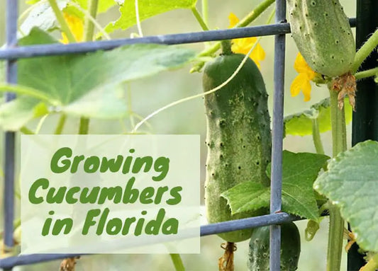 The Ultimate Guide To Growing Cucumbers In Florida