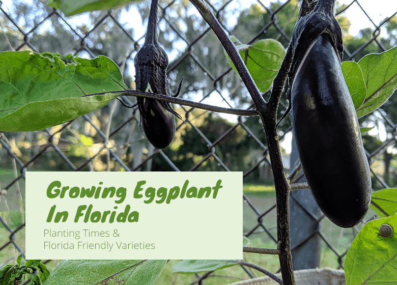 Growing Eggplant In Florida