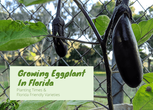 Growing Eggplant In Florida