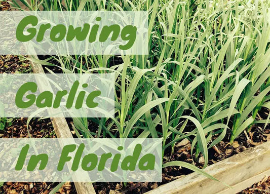 Grow Garlic in Florida