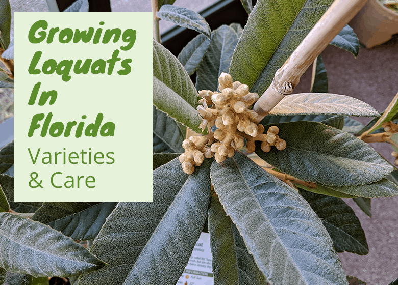 Growing Loquat Trees In Florida
