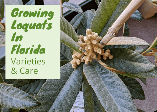Growing Loquat Trees In Florida