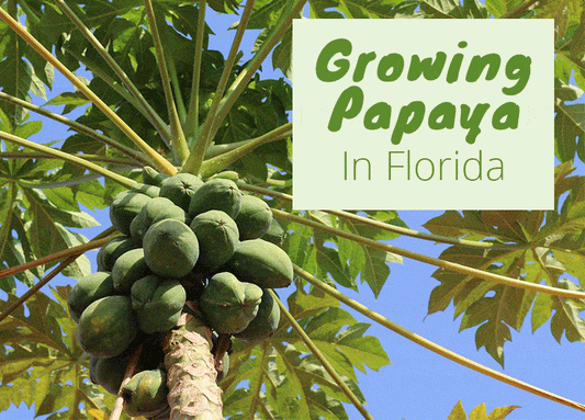 Growing Papaya in Florida