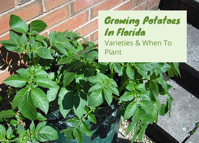 Growing Potatoes In Florida