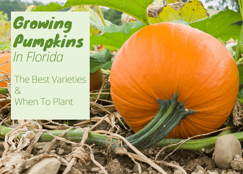 Can You Grow Pumpkins in Florida?