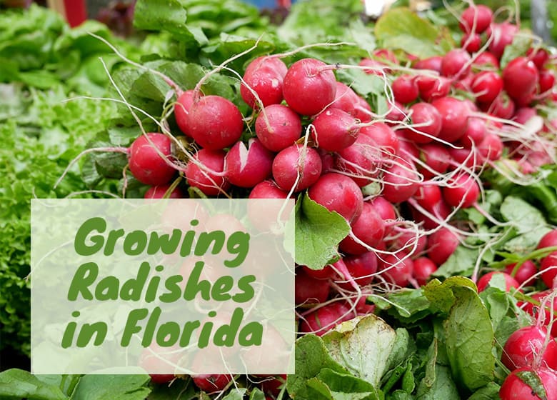 Can You Grow Radishes in Florida?