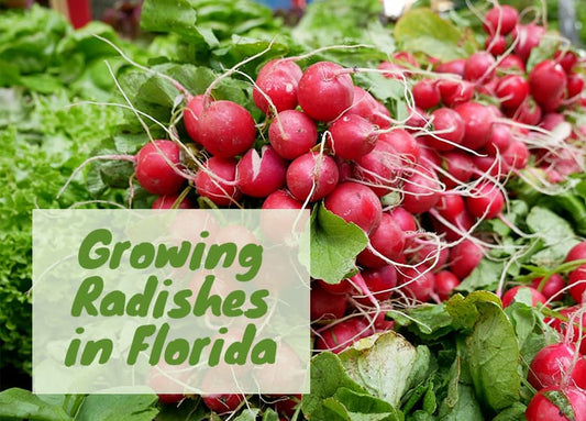 Can You Grow Radishes in Florida?