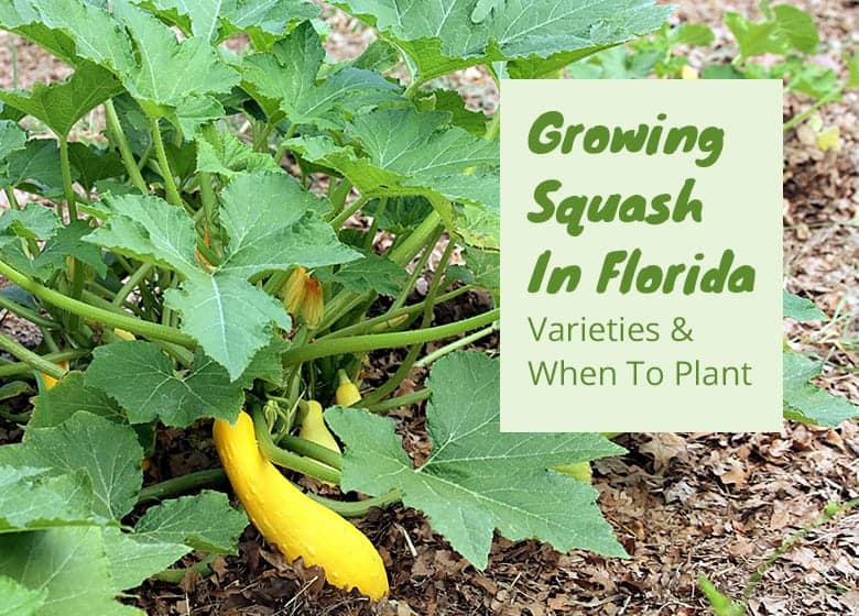 Growing Squash In Florida