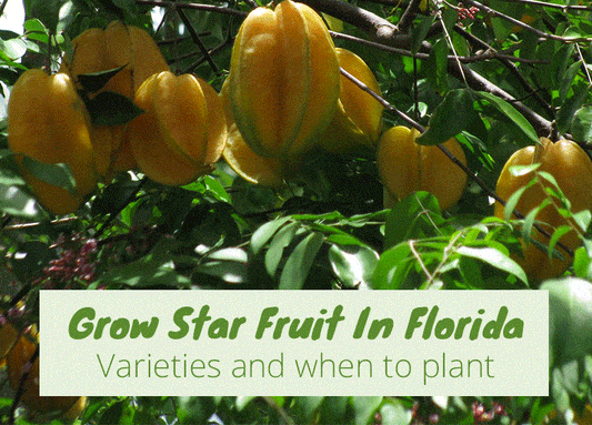 Growing Star Fruit in Florida
