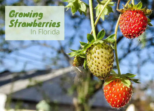 How To Grow Strawberries in Florida