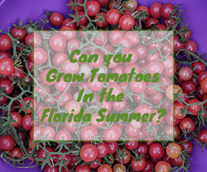 Can you grow tomatoes in summer in Florida?