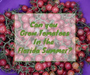 Can you grow tomatoes in summer in Florida?