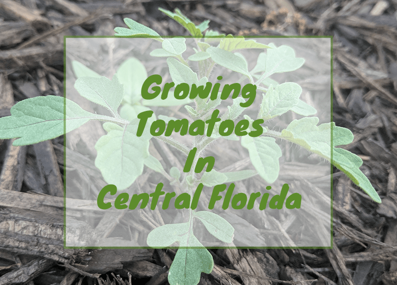 Growing Tomatoes in Central Florida